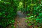 Rainforest trail, Carara National Park, Puntarenas Province, Costa Rica Art Print